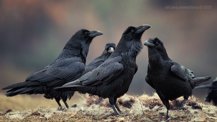 Collective Noun For A Group Of Crows 7